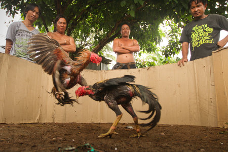 KO CHANG, TRAT/THAILAND - JANUARY 3:  Traditional cockfighting competitions in the Thai countryside on January 3, 2012 on Ko Chang, Thailand. Cockfighting is now illegal in the Thailand.  のeditorial素材