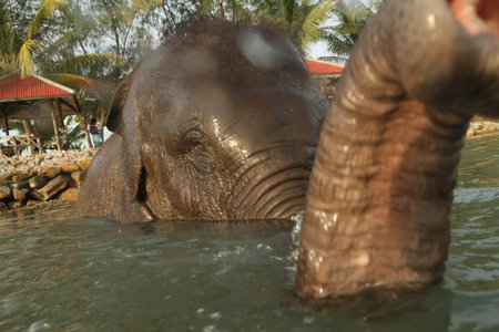 Ko Chang, Thailand - December 22, 2011: Bathing the elephant in the Gulf of Siam.のeditorial素材
