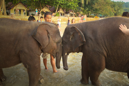 Ko Chang, Thailand - December 22, 2011: Bathing the elephant in the Gulf of Siam.