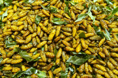 Fried larvae - asian delicacies  の写真素材