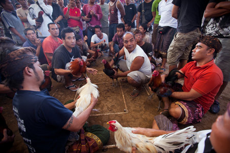 UBUD, BALI - MARCH 27: Unidentified people during Balinese traditional cockfighting competition on March 27, 2012 on Bali, Indonesia. Cockfighting is now illegal throughout all states in the US, Brazil, Australia and most of Europe.のeditorial素材