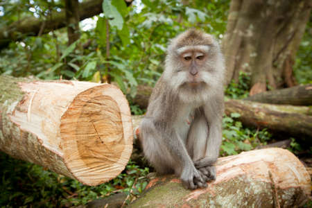 A wild Monkey on Bali, Indonesia の写真素材