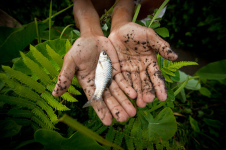 BALI, INDONESIA - MARCH 31: Unidentified poor children catch small fish in a ditch near a rice field...