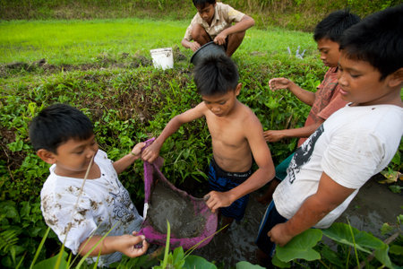 BALI, INDONESIA - MARCH 31: Unidentified poor children catch small fish in a ditch near a rice field on March 31, 2012 on Bali, Indonesia. のeditorial素材
