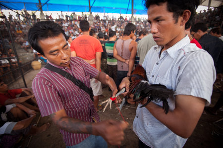 UBUD, BALI - MARCH 27: People during Balinese traditional cockfighting competition on March 27, 2012 on Bali, Indonesia. のeditorial素材