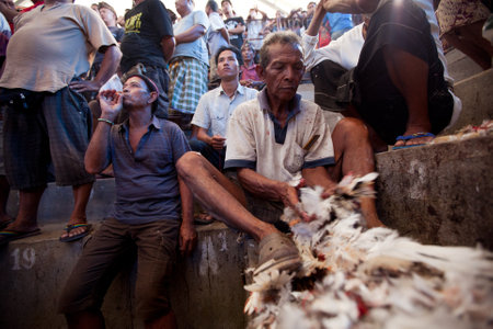 UBUD, BALI - MARCH 27: People during Balinese traditional cockfighting competition on March 27, 2012 on Bali, Indonesia. のeditorial素材
