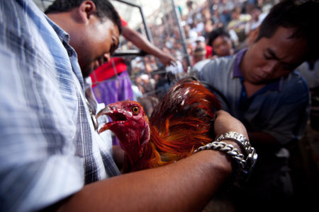UBUD, BALI - MARCH 27: People during Balinese traditional cockfighting competition on March 27, 2012 on Bali, Indonesia. Cockfighting is now illegal throughout in the US, Brazil, Australia and Europe.のeditorial素材