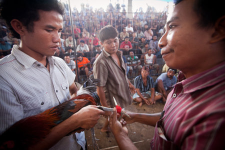 UBUD, BALI - MARCH 27: People during Balinese traditional cockfighting competition on March 27, 2012 on Bali, Indonesia. Cockfighting is now illegal throughout in the US, Brazil, Australia and Europe.のeditorial素材