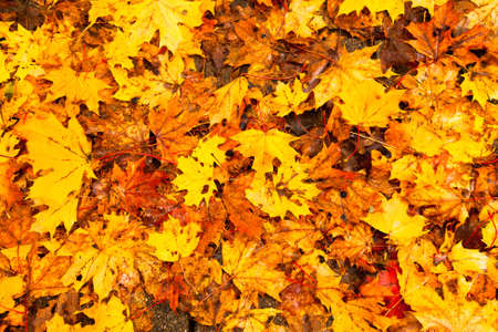 Background - Beautiful Autumn Leaves 