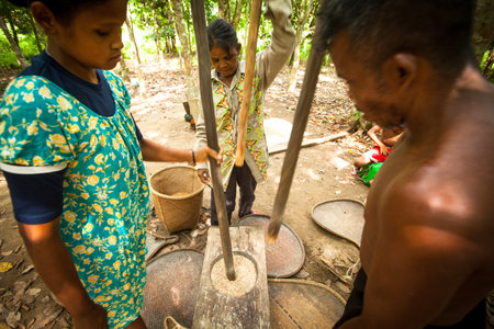 BERDUT, MALAYSIA - APR 8: Unidentified people Orang Asli thresh rice to remove chaff on Apr 8, 2013 in Berdut, Malaysia. More than 76% of all Orang Asli live below the poverty line, life expectancy - 53 years old.のeditorial素材