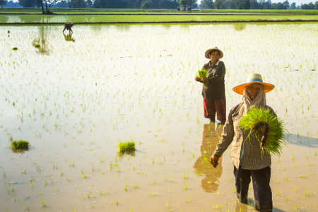 PAI, NORTHERN THAILAND, DECEMBER 29: Local people plant a rice in Pai, Northern Thailand on December 29, 2012. Thailand is the world's 2nd largest exporter of rice.のeditorial素材
