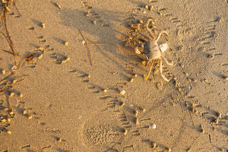 Crab on the coast sea.の写真素材
