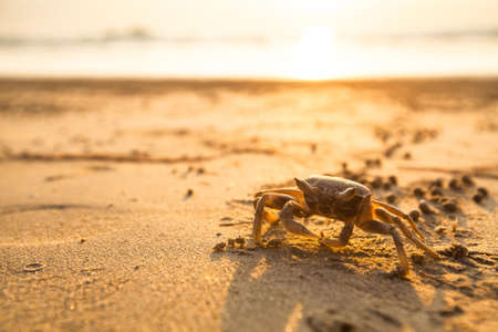 Crab on the coast sea in the tropicsの写真素材