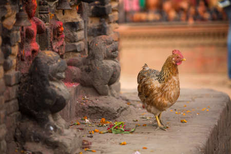 Chicken in Nepalese village.の写真素材