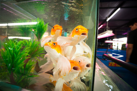 BANGKOK, THAILAND - APRIL 24:  Aquarium fish in fishmarket at Chatuchak Weekend Market April 24, 2012 in Bangkok, Thailand. Chatuchak is one of the world's largest markets covering over 35 acres with 15,000 stalls.のeditorial素材