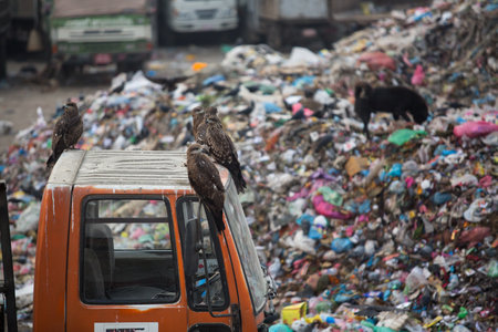 KATHMANDU, NEPAL - DEC 19: Pile of domestic garbage at landfills, Dec 19, 2013 in Kathmandu, Nepal. Only 35% population of Nepal have access to adequate sanitation.のeditorial素材