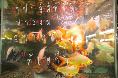 BANGKOK, THAILAND - APRIL 24:  Aquarium fish in fishmarket at Chatuchak Weekend Market April 24, 2012 in Bangkok, Thailand. Chatuchak is one of the world's largest markets covering over 35 acres with 15,000 stalls.のeditorial素材
