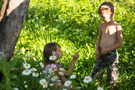Little boy gives a little girl a daisyの写真素材