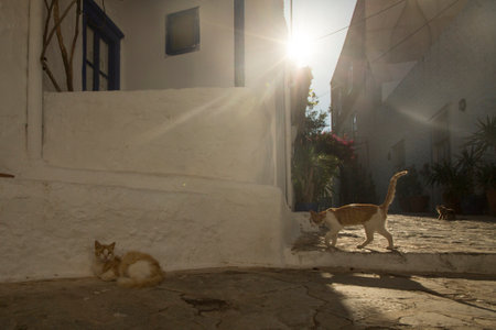 HYDRA, GREECE - MAY 7, 2014: Old traditional street of Hydra island. Donkeys are the only means of transport on the island, no cars are allowed.のeditorial素材