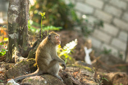 Monkey sitting on the roots of a tree. Thailand.