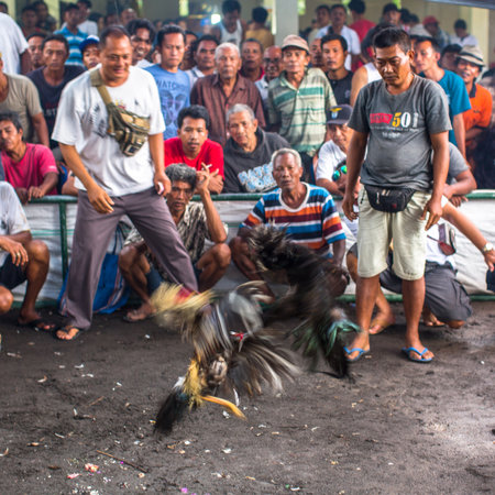 UBUD, INDONESIA - FEB 22, 2016: Locals during traditional cockfighting. Cockfighting is a very old tradition in Bali and religious aspects of cockfighting within Balinese Hinduism remain protected.のeditorial素材