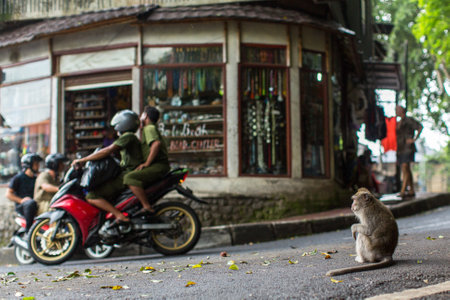 UBUD, INDONESIA - FEB 25, 2016: Monkey on the street in Ubud centre - city is one of Bali's major arts and culture centres, it has developed a large tourism industry, has of about 30,000 population.のeditorial素材