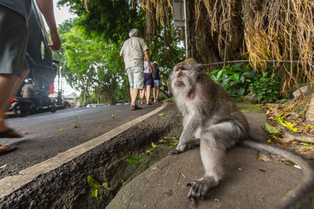 UBUD, INDONESIA - FEB 25, 2016: Monkey on the street in Ubud centre - city is one of Bali's major arts and culture centres, it has developed a large tourism industry, has of about 30,000 population.のeditorial素材