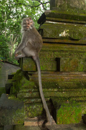 Monkey sitting on the gate at sacred monkey forest in Ubud, Bali island.