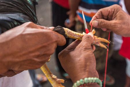 UBUD, BALI / INDONESIA - FEB 22, 2016: Local people during traditional cockfighting competition. Before the competition on natural cock spurs put on an artificial metal with a length of about 4 cm.のeditorial素材