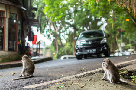 UBUD, INDONESIA - FEB 25, 2016: Monkey on the street in Ubud centre - city is one of Bali's major arts and culture centres, it has developed a large tourism industry, has of about 30,000 population.のeditorial素材