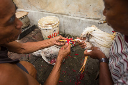 UBUD, INDONESIA - FEB 22, 2016: Locals during traditional cockfighting. Cockfighting is a very old tradition in Bali and religious aspects of cockfighting within Balinese Hinduism remain protected.のeditorial素材