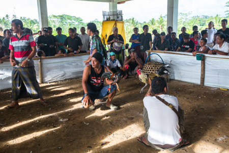 UBUD, INDONESIA - FEB 26, 2016: Locals during traditional cockfighting. Cockfighting is a very old...