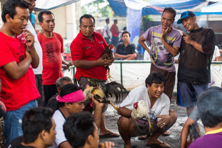 UBUD, INDONESIA - FEB 22, 2016: Locals during traditional cockfighting. Cockfighting is a very old tradition in Bali and religious aspects of cockfighting within Balinese Hinduism remain protected.のeditorial素材