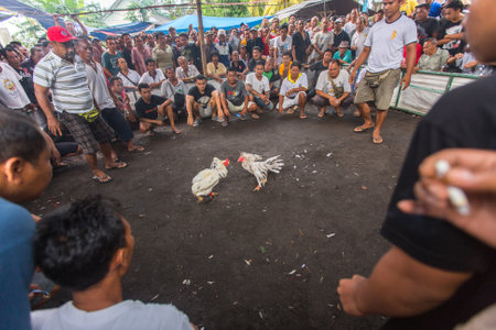 UBUD, INDONESIA - FEB 22, 2016: Locals during traditional cockfighting. Cockfighting is a very old tradition in Bali and religious aspects of cockfighting within Balinese Hinduism remain protected.のeditorial素材