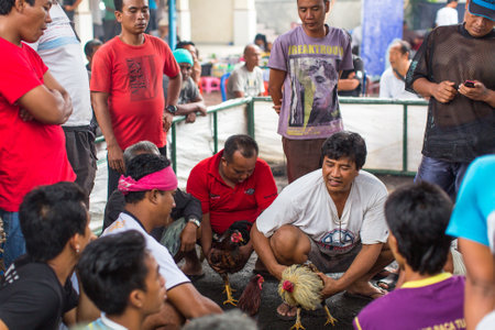 UBUD, INDONESIA - FEB 22, 2016: Locals during traditional cockfighting. Cockfighting is a very old tradition in Bali and religious aspects of cockfighting within Balinese Hinduism remain protected.のeditorial素材