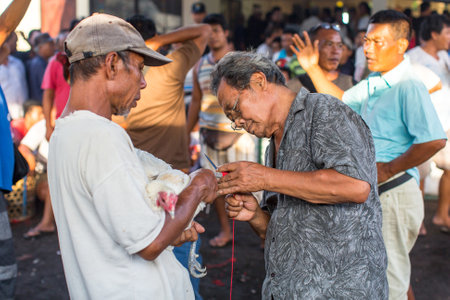 BALI, INDONESIA - FEB 23, 2016: Locals during traditional cockfighting. Cockfighting is a very old tradition in Bali and religious aspects of cockfighting within Balinese Hinduism remain protected.のeditorial素材