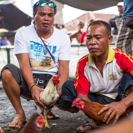 BALI, INDONESIA - FEB 22, 2016: Locals during traditional cockfighting. Cockfighting is a very old tradition in Bali and religious aspects of cockfighting within Balinese Hinduism remain protected.のeditorial素材