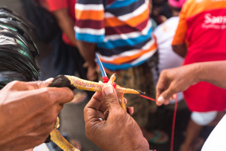 BALI, INDONESIA - FEB 22, 2016: Locals during traditional cockfighting. Cockfighting is a very old tradition in Bali and religious aspects of cockfighting within Balinese Hinduism remain protected.のeditorial素材