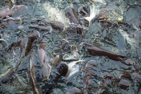 Big fish in the pond, catfish.の写真素材