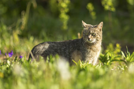 Cat walking on green grass.の写真素材