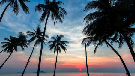Palm trees silhouettes on the background of the blue sky during the beautiful marine sunset.の写真素材