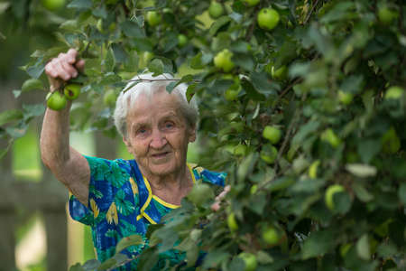 An elderly woman near Apple tree in the garden.の写真素材