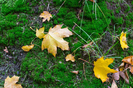 Fallen yellow leaves on green moss, autumn ground texture.の写真素材