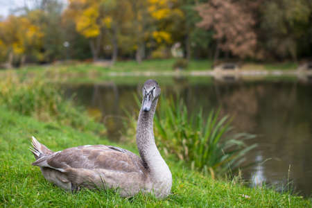 Swan lying on the grass near the lake.の写真素材