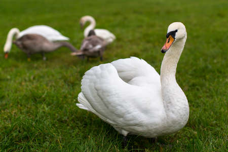 Swan mute family walking on grass.の写真素材