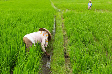 Peasants working in the rice field.の写真素材