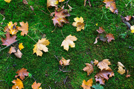 Yellow fallen leaves on green moss in the forest, autumn texture.の写真素材