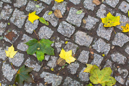 Yellow fallen leaves on the cobblestones, autumn texture.