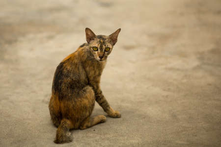 Street cat. Thailand.の写真素材