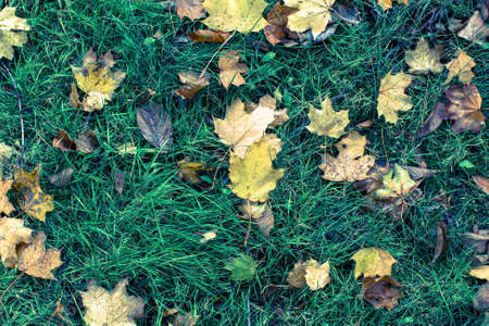 Fallen leaves on green grass, autumn ground texture.